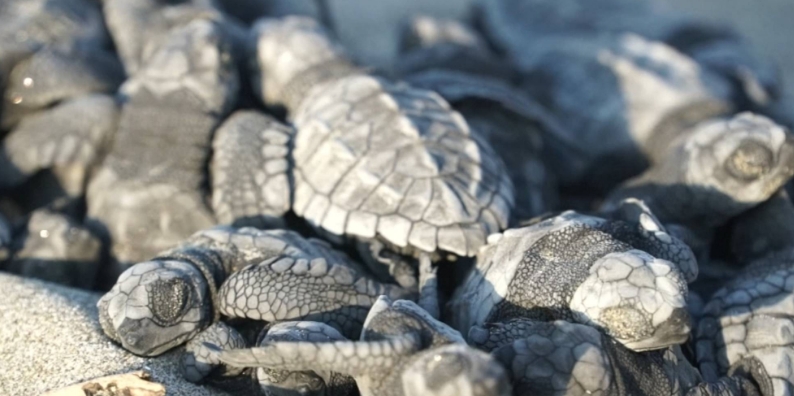 11.000 Schildkröten in Ecuador geschlüpft – Umweltschützer in Sorge